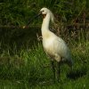 lepelaarzouweboezem02062020 1